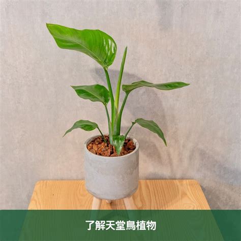 白花天堂鳥|天堂鳥植物完全栽培指南 從選擇到養護 